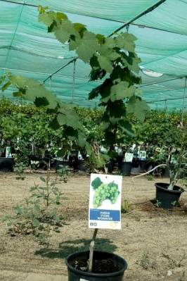 Grape Vine