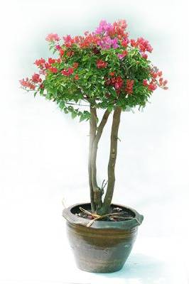 Great Bougainvillea