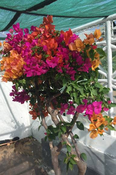 Great Bougainvillea - Bougainvillea Spectabilis Soft Pink - image 2