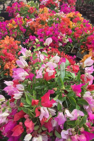 Great Bougainvillea - Bougainvillea Spectabilis Soft Pink - image 3