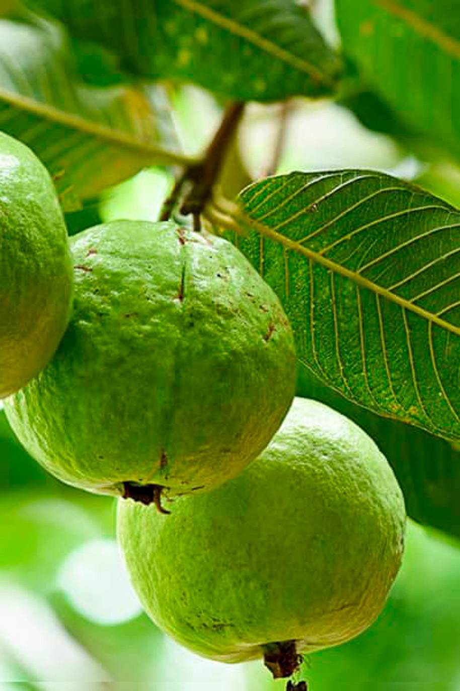 Guava