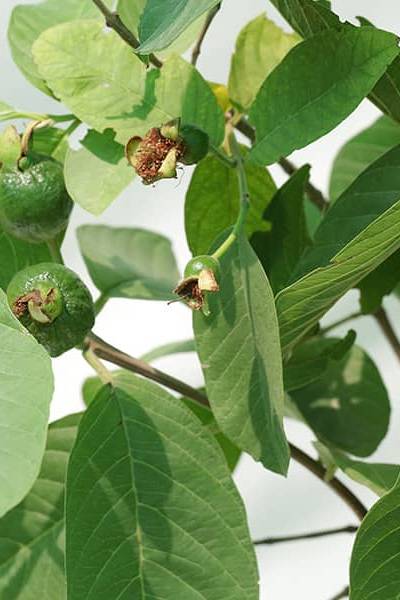 Guava