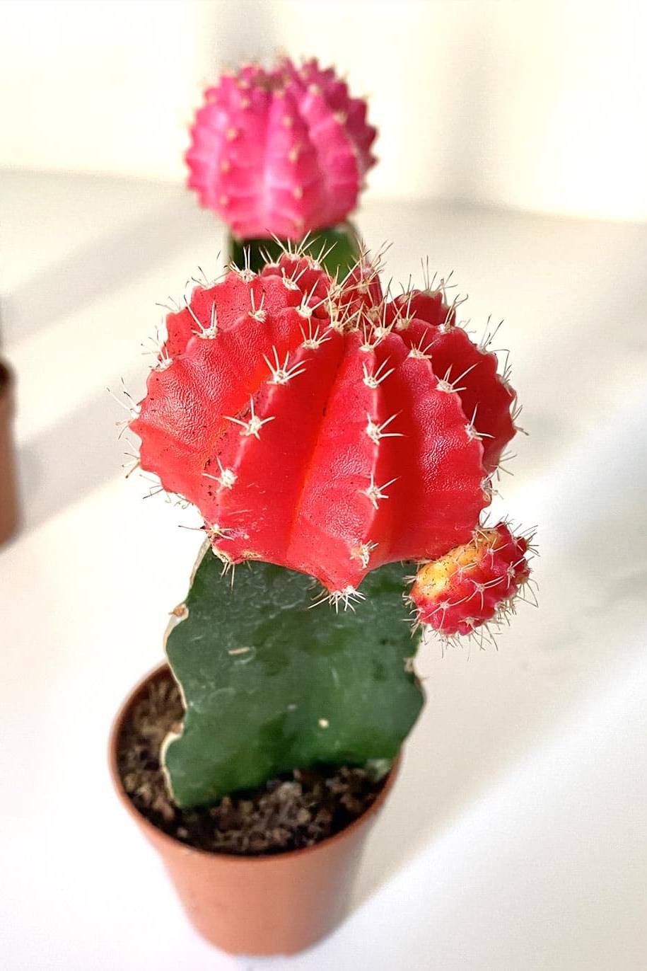 Mihanovichii Cactus