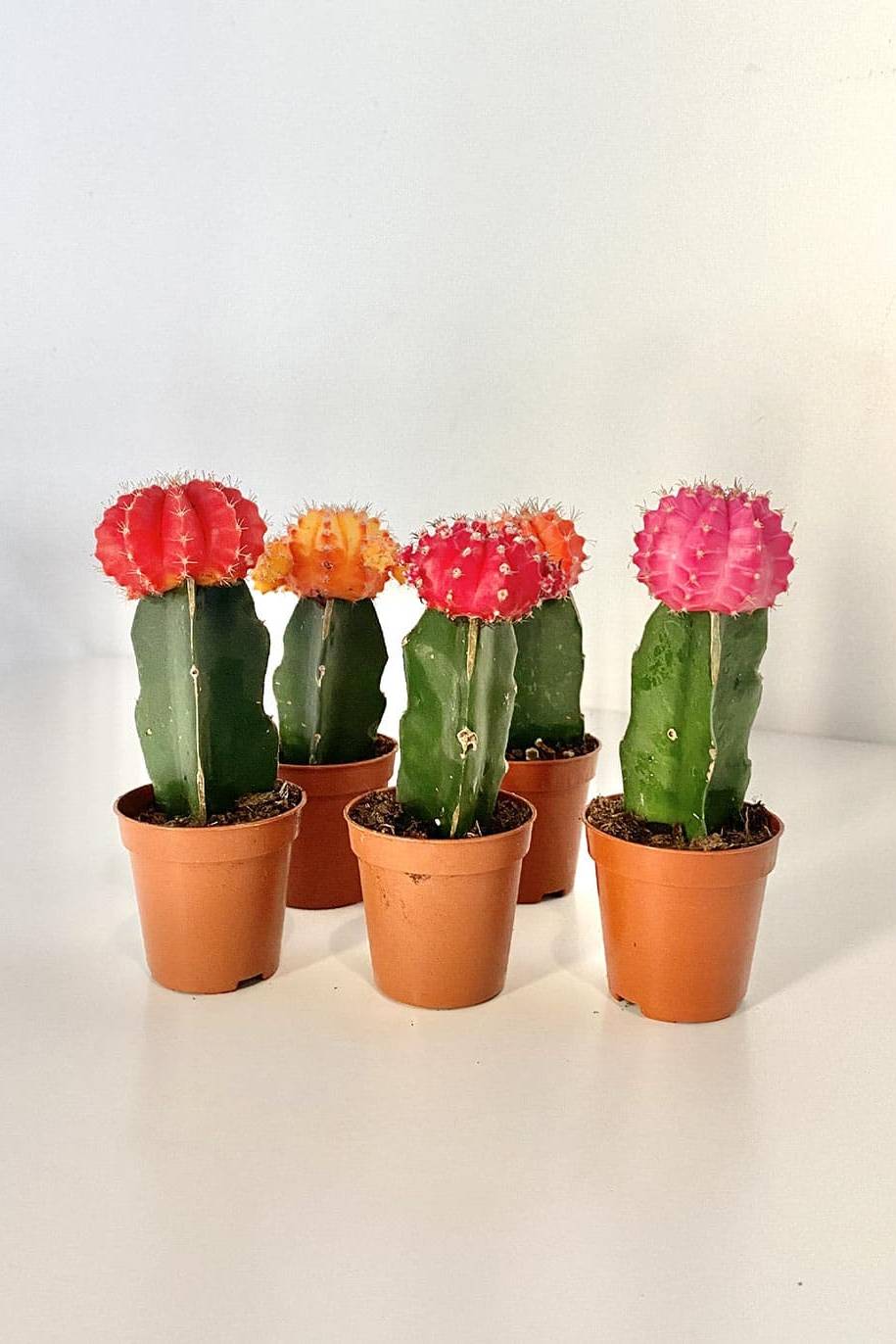 Mihanovichii Cactus - image 1