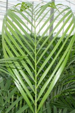 Areca Palm(Holland)