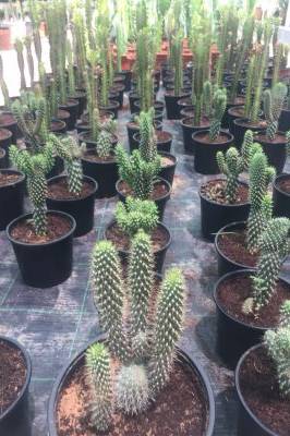 Hedgehog Cactus