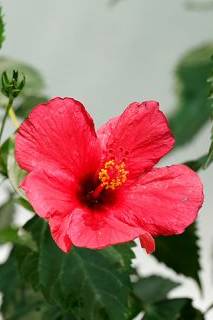 Hibiscus Red Tall
