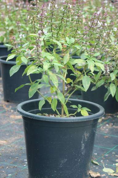 Holy Basil – Tulsi