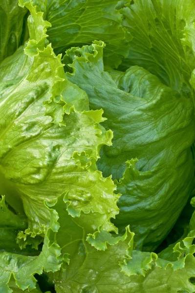 Lettuce Iceberg Seeds