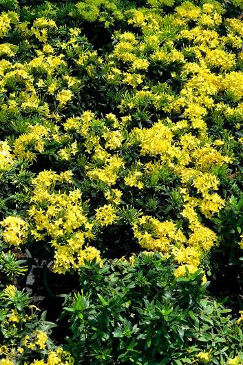 Ixora Chinensis - Ixora Chinensis - image 3