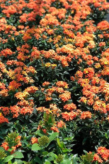 Ixora Chinensis - Ixora Chinensis - image 2