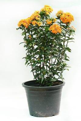 Ixora - Flowering - Outdoor Plants | Plantshop.me