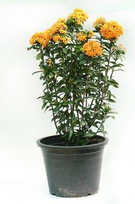 Ixora Chinensis - Ixora Chinensis