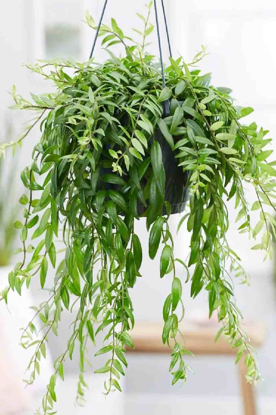 japhrolepis Lipstick Plant