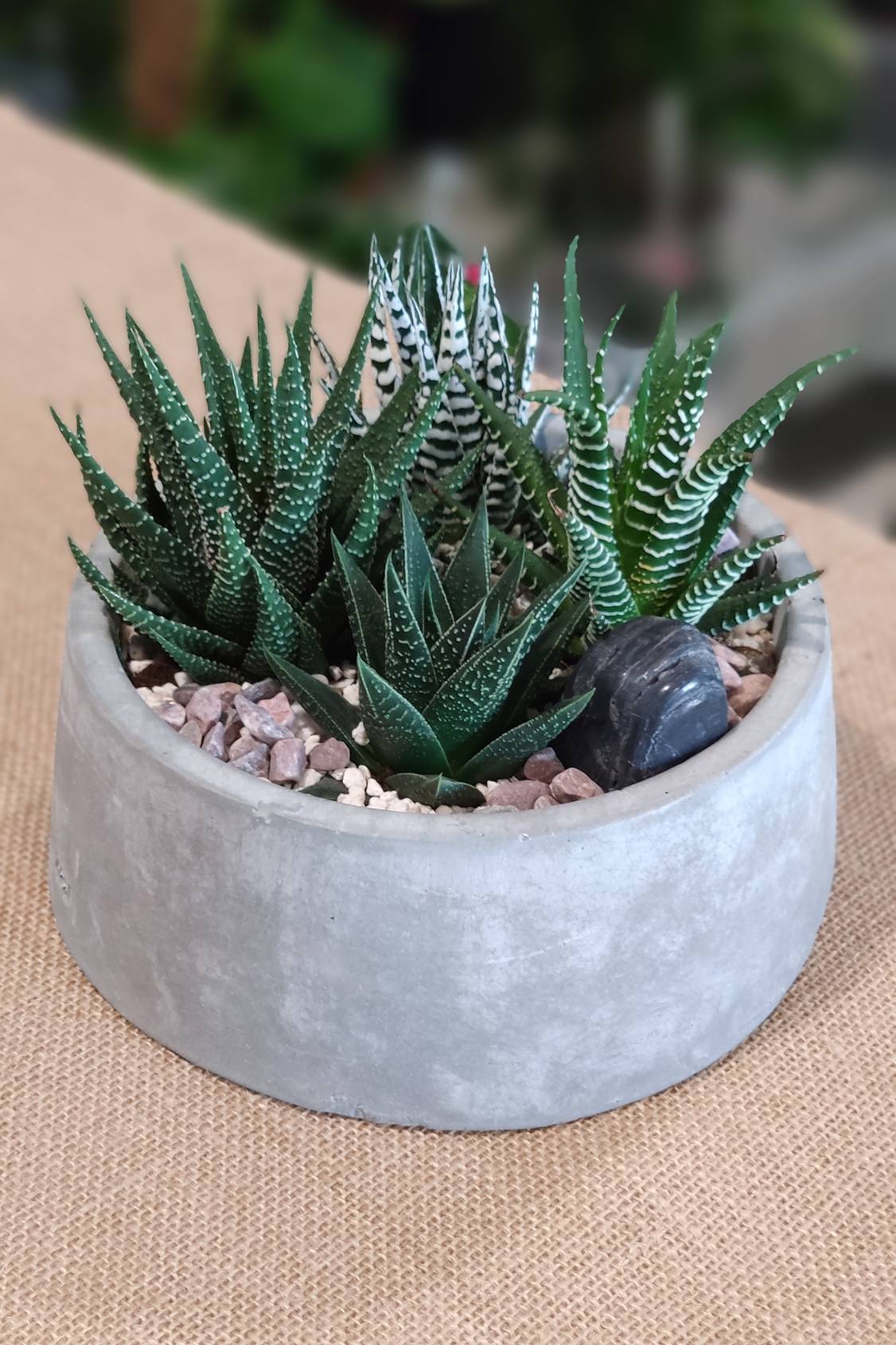 PS Terrariums
