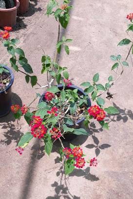 Lantana Mix Color - Lantana Camara - image 2