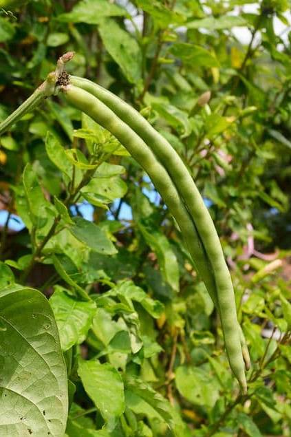 Cowpeas California Blackeye Seeds
