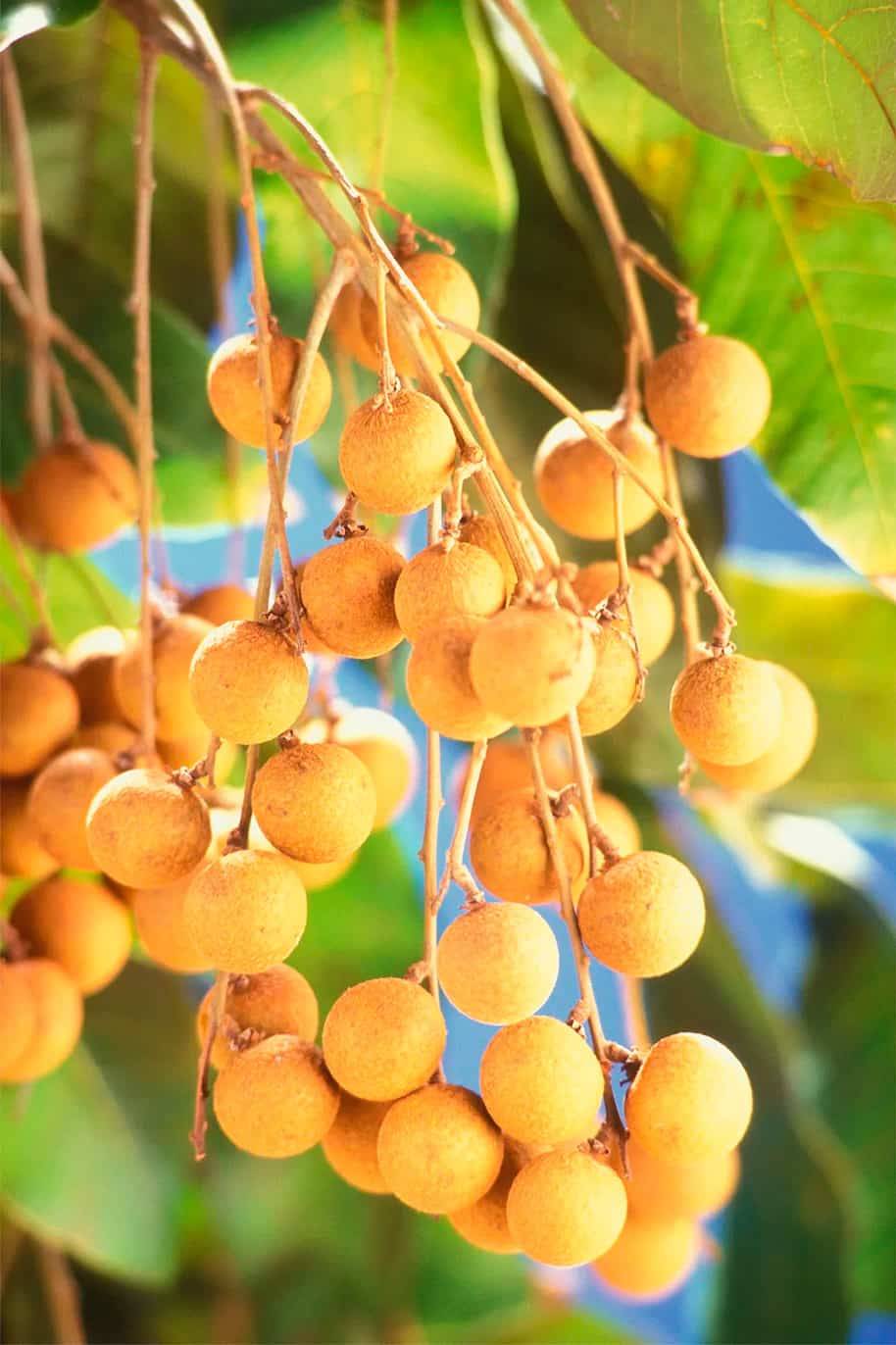 Longan Seeds Vietnam