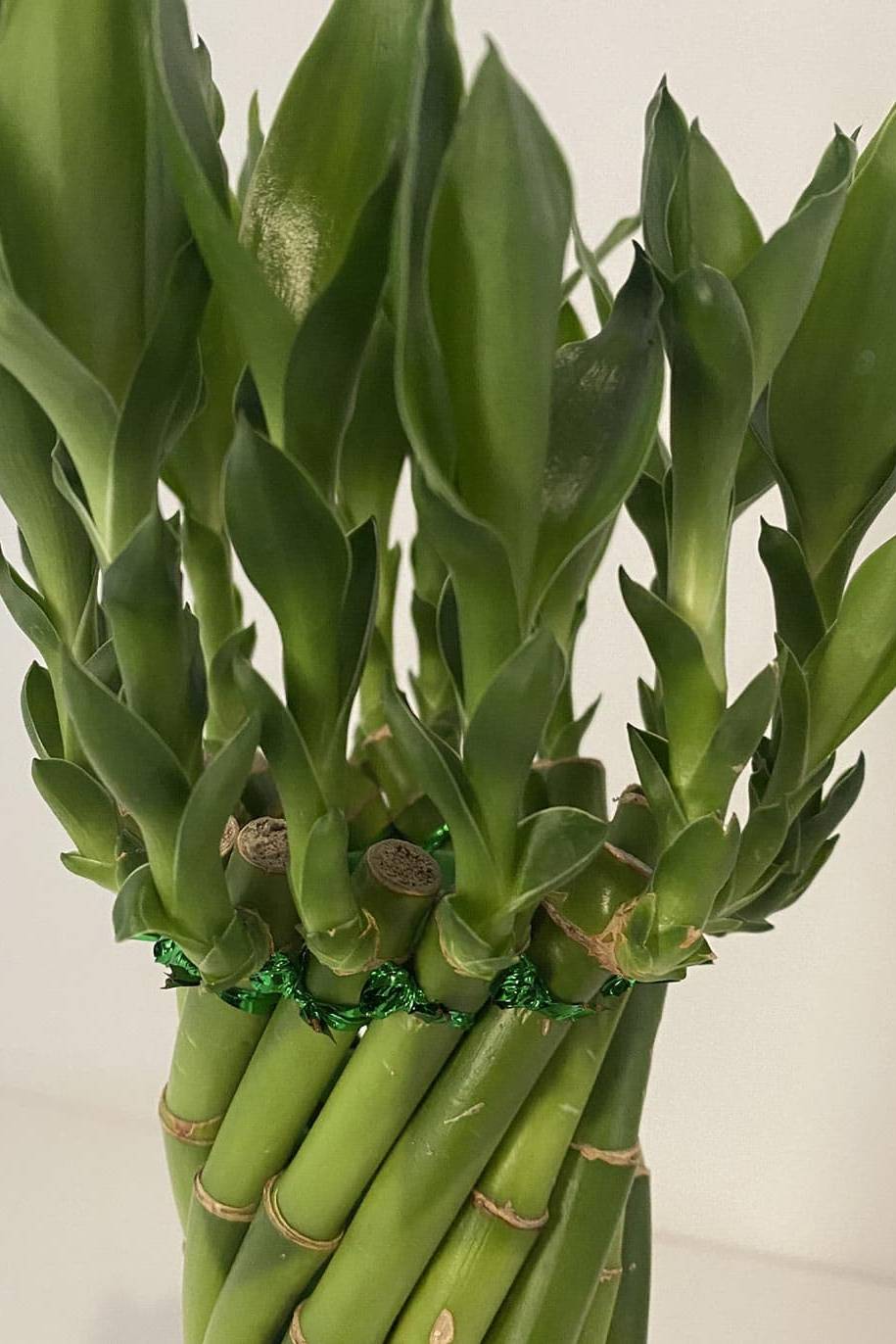 Twisted Lucky Bamboo Self Watering