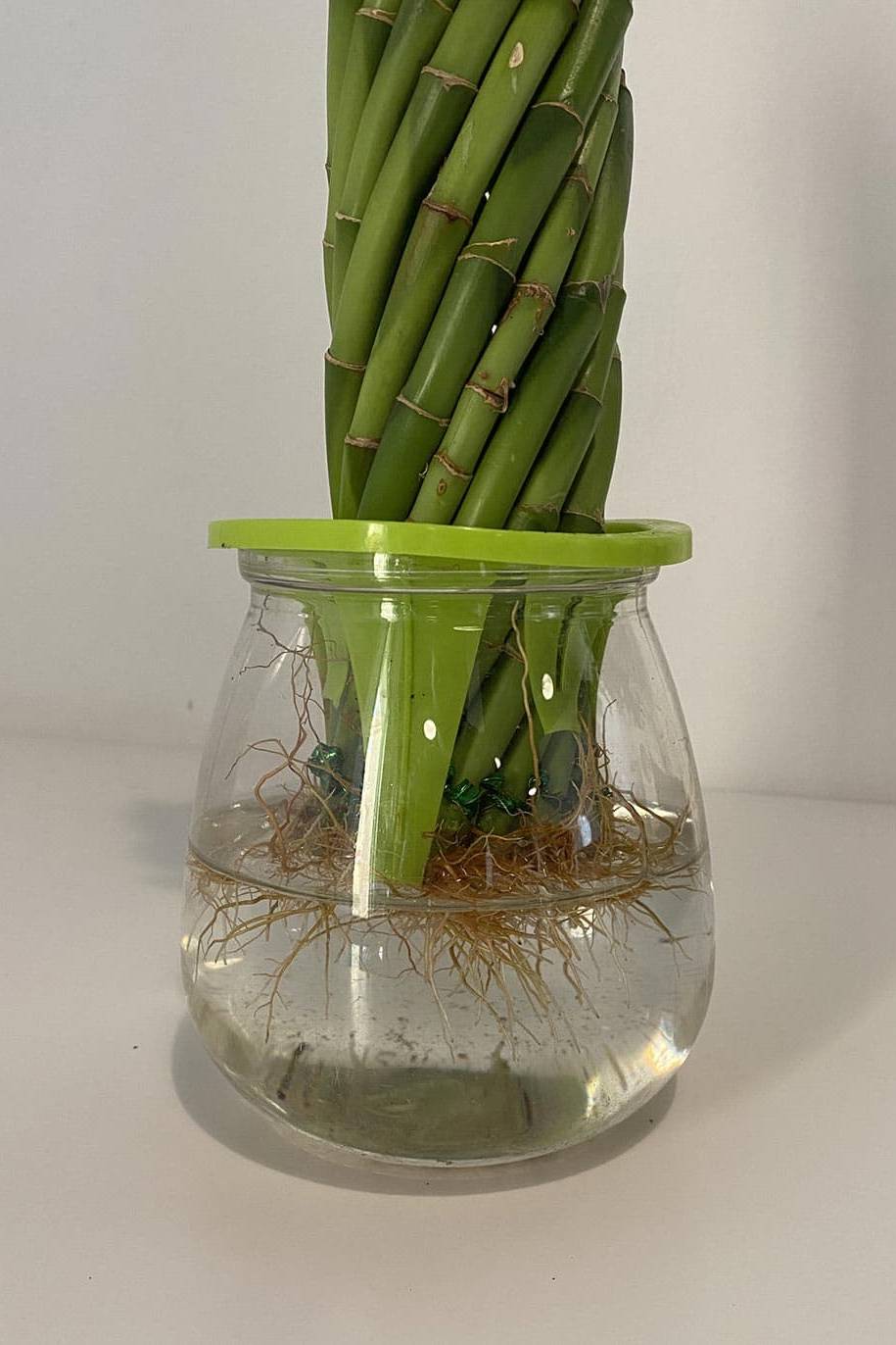 Twisted Lucky Bamboo Self Watering