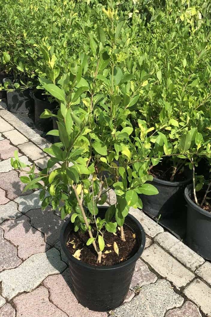 Clerodendrum Gold - Clerodendrum
