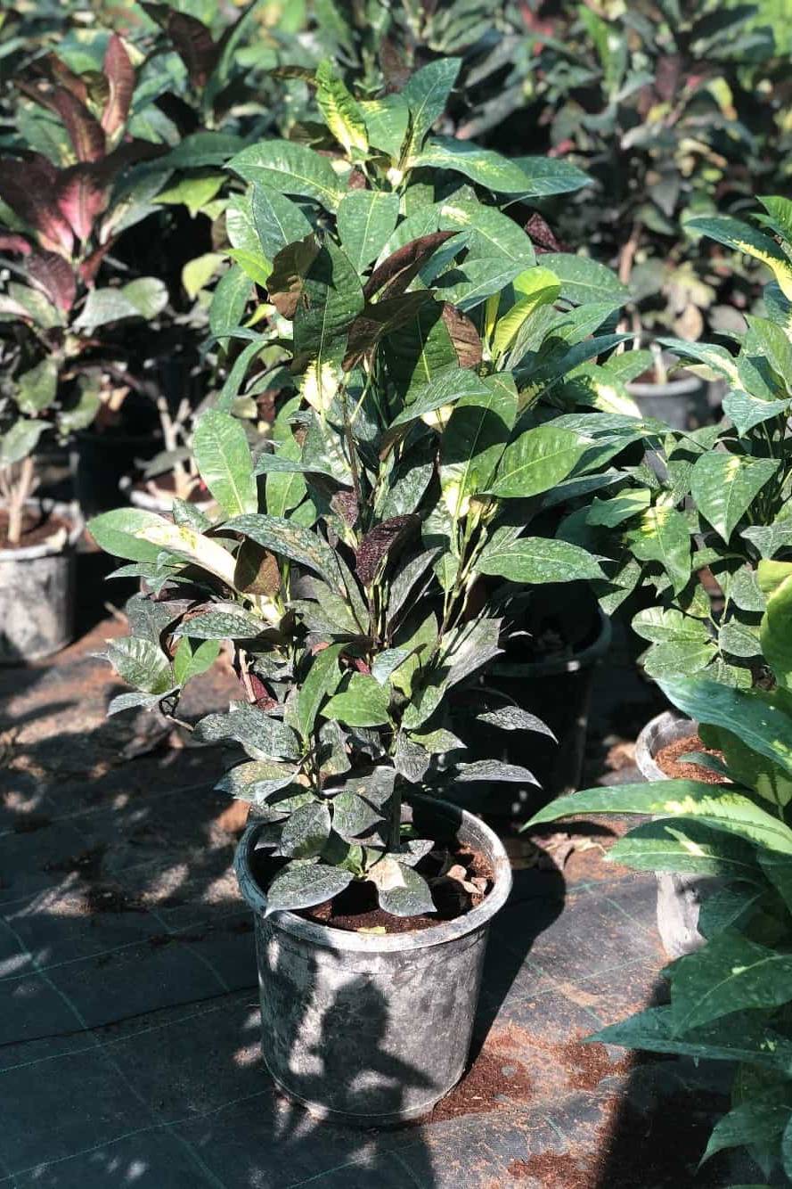 Croton Iceton Outdoor - Codiuem Variegatum Excellent - image 3