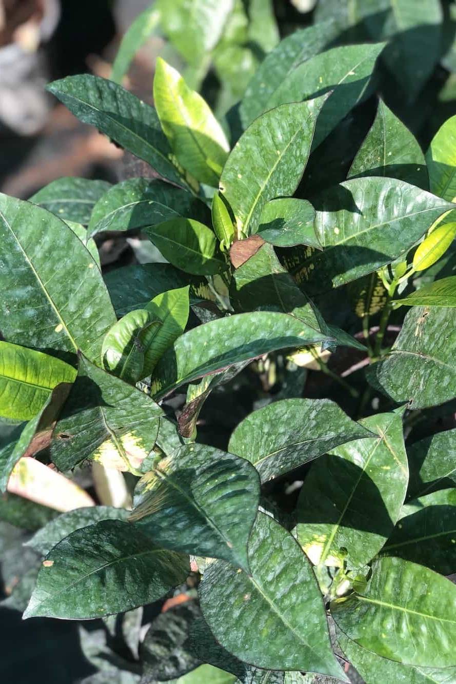 Croton Iceton Outdoor - Codiuem Variegatum Excellent - image 2