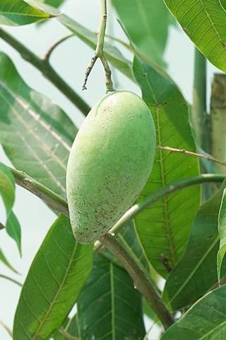 Mango - Mangifera Indica - image 2