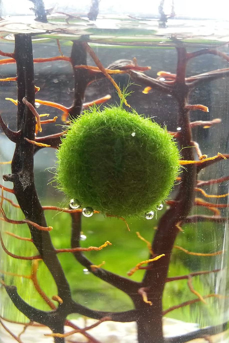 Marimo – Living Water Moss Balls
