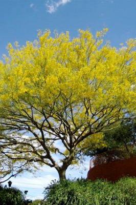 Mexican Palo Verde