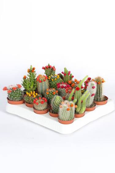 Mini Cacti (decorated)