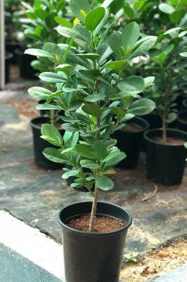 Mistletoe Fig