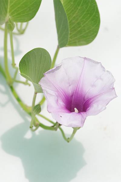 Beach Morning Glory - ipomoea pes-caprae