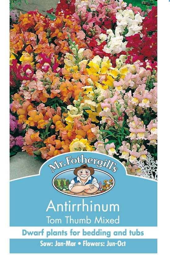 Antirrhinum Tom Thumb Mixed Seeds