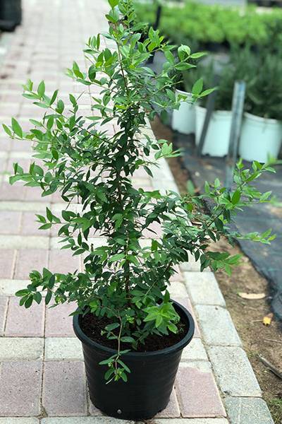 Common Myrtle
