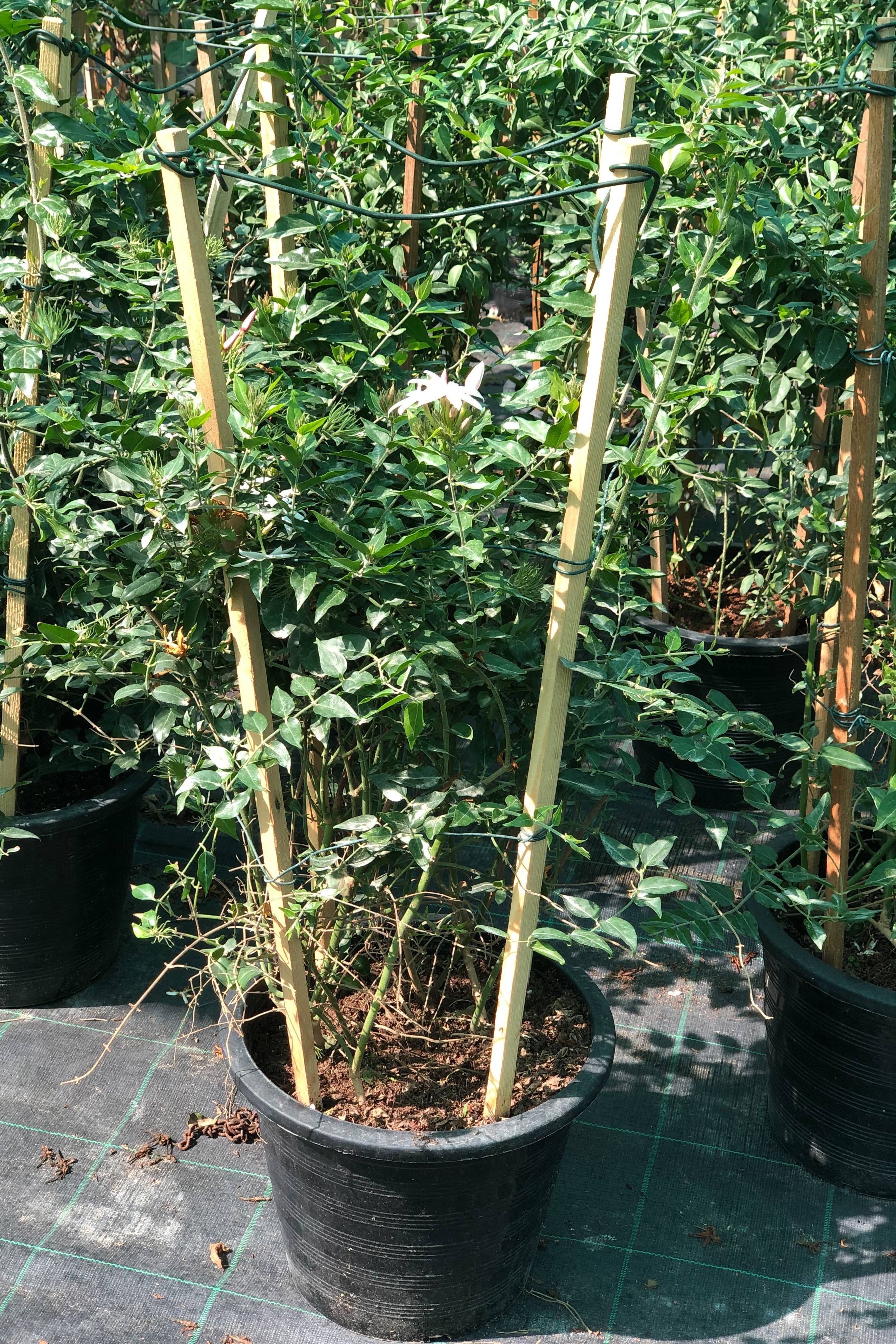 Jasminum Nitidum - Jasminum Nitidum - image 2