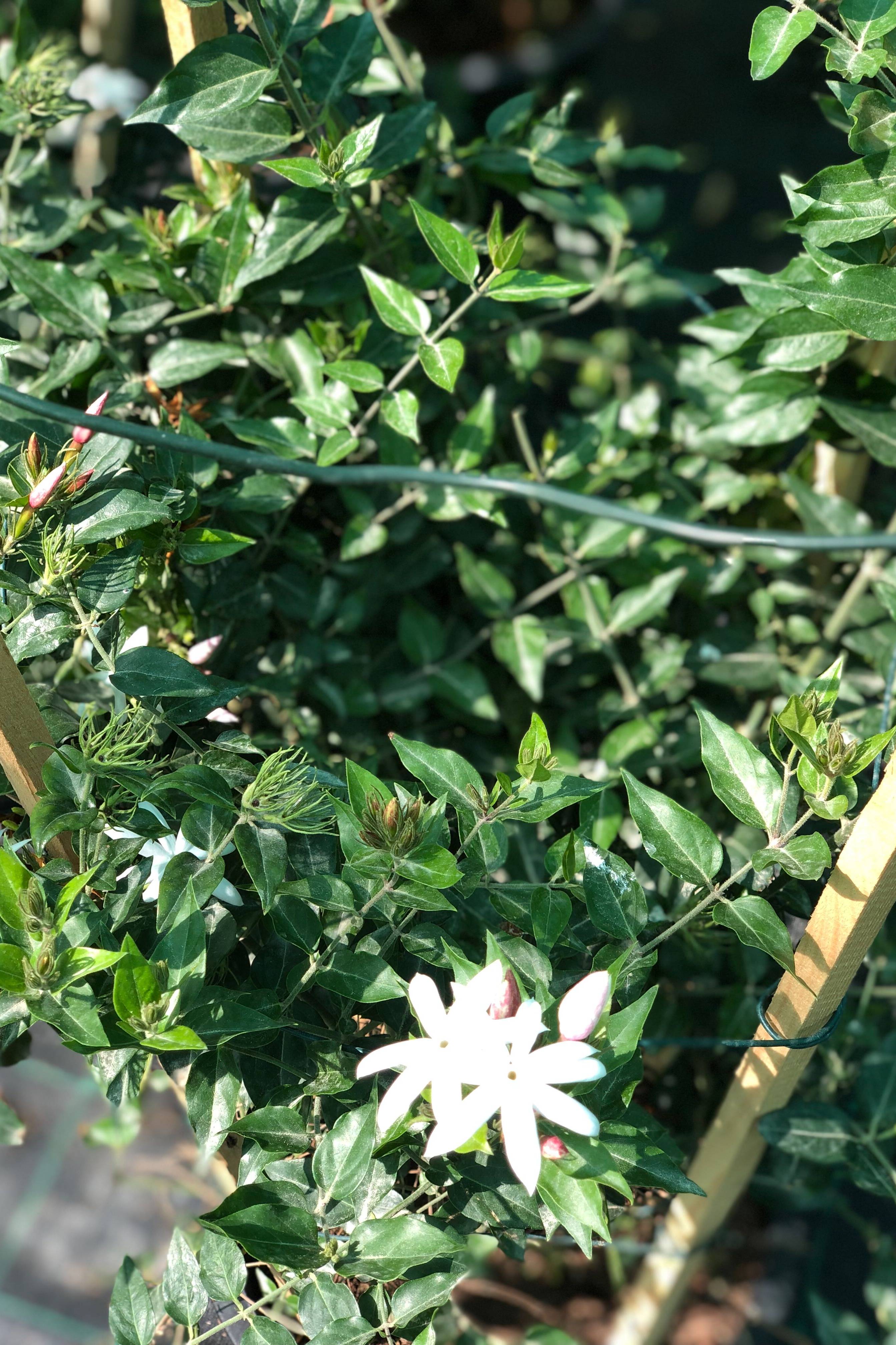 Jasminum Nitidum - Jasminum Nitidum - image 3