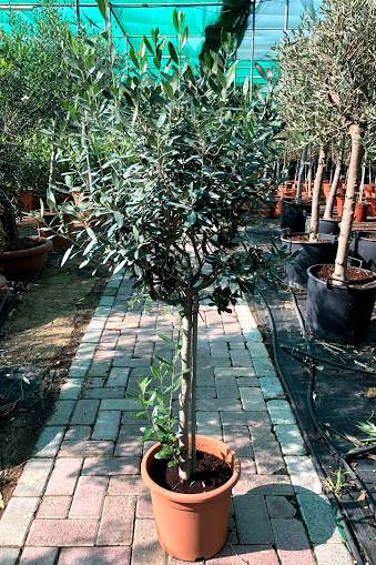 Olive Tree