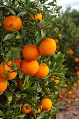 Orange Tree - Citrus
