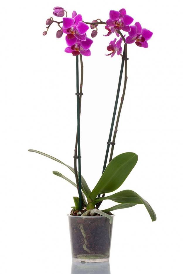 Phalaenopsis Orchid Thailand 2 Stem
