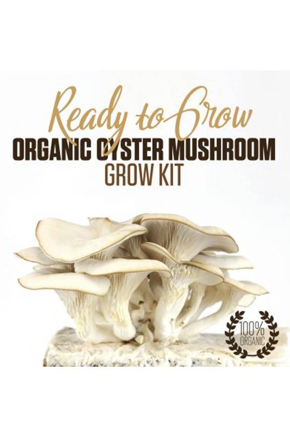 Organic Oyster Mushrooms – Ready to Grow Kit
