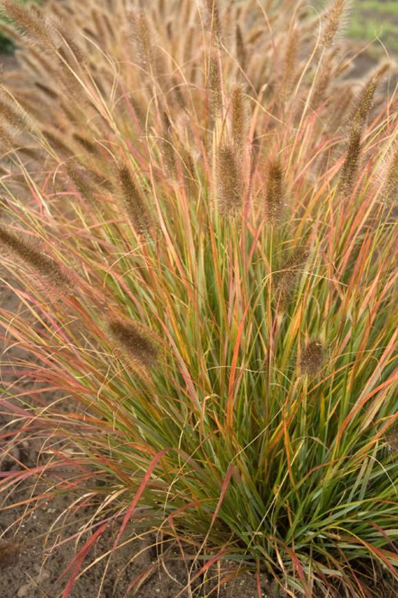 Pennisetum Grass Green Small