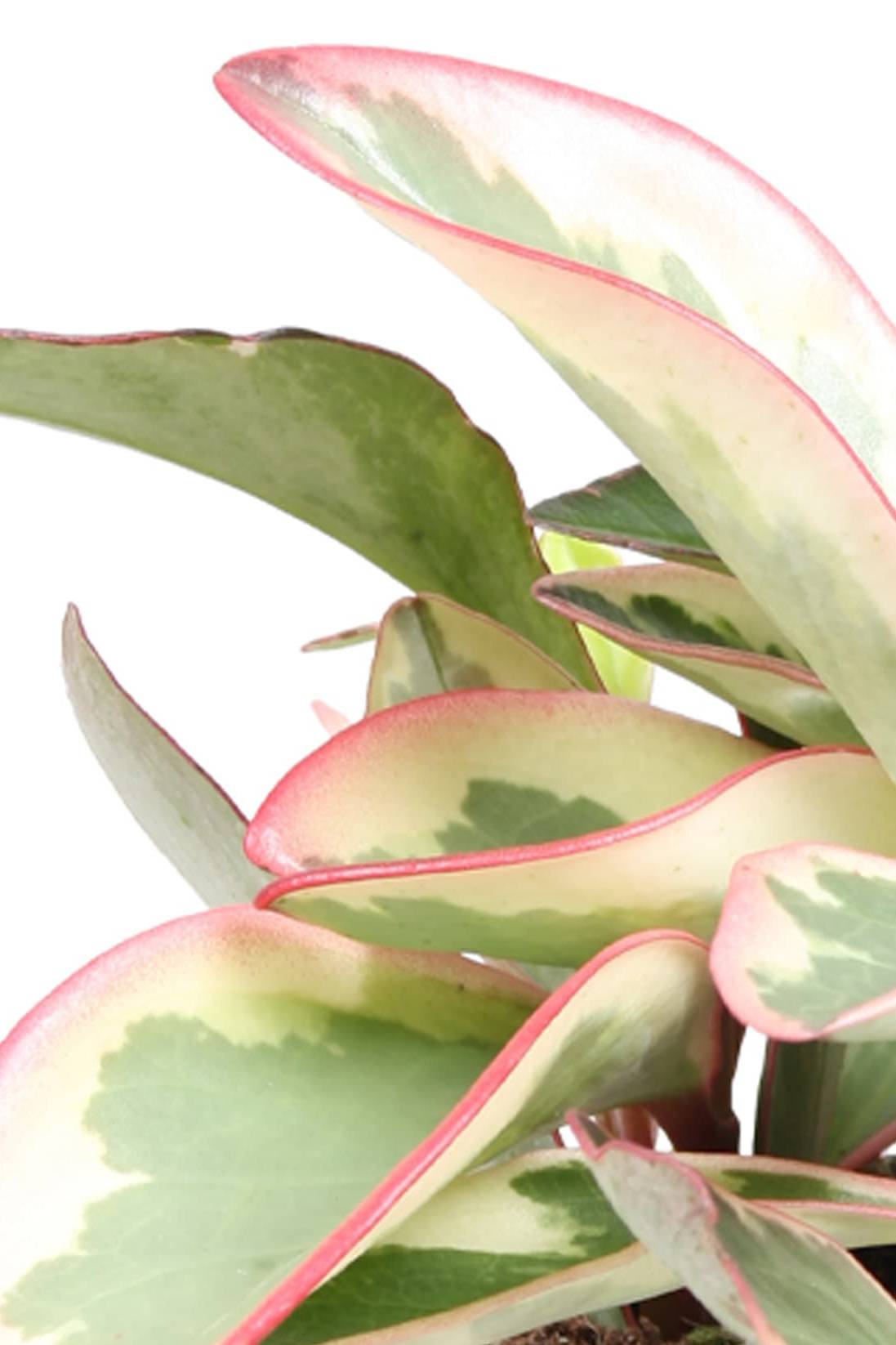 Peperomia Obtusifolia