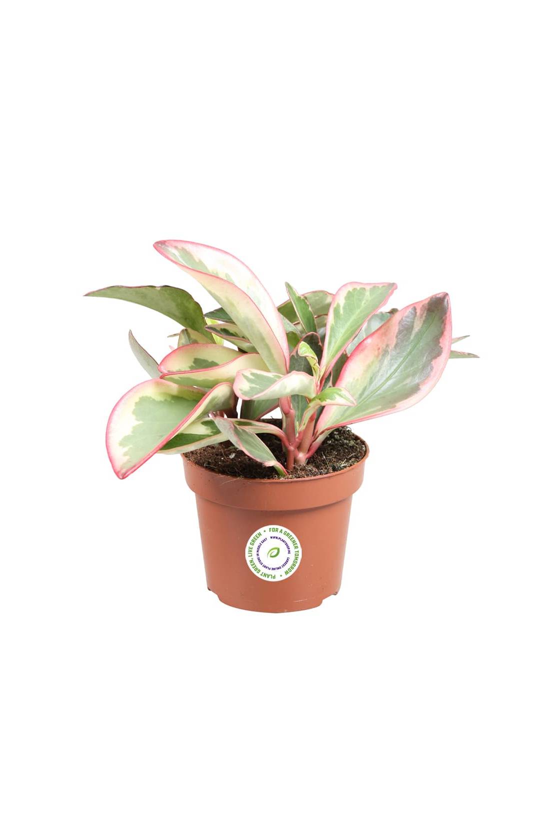Peperomia Ginny