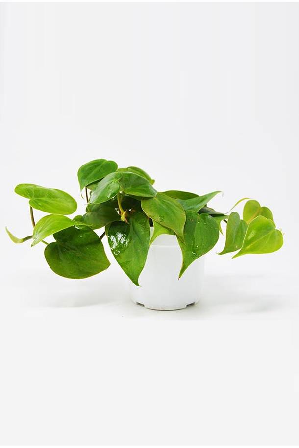 Philodendron Scandens