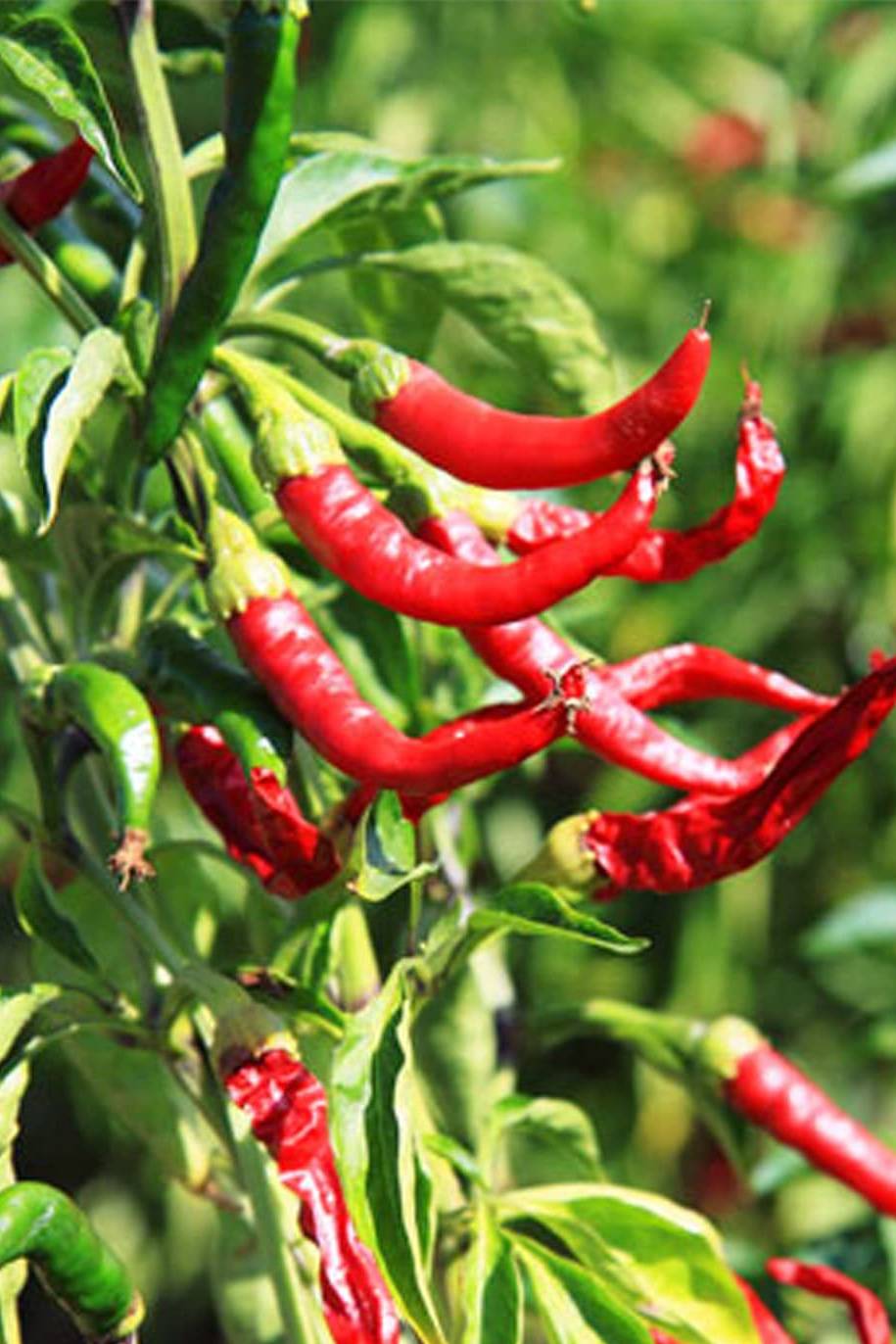 Pimiento Picante Seeds