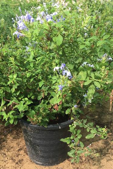Plumbago