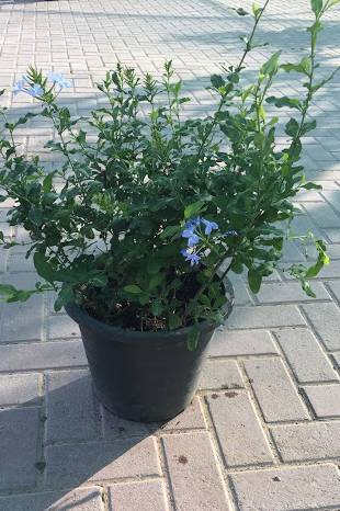 Plumbago