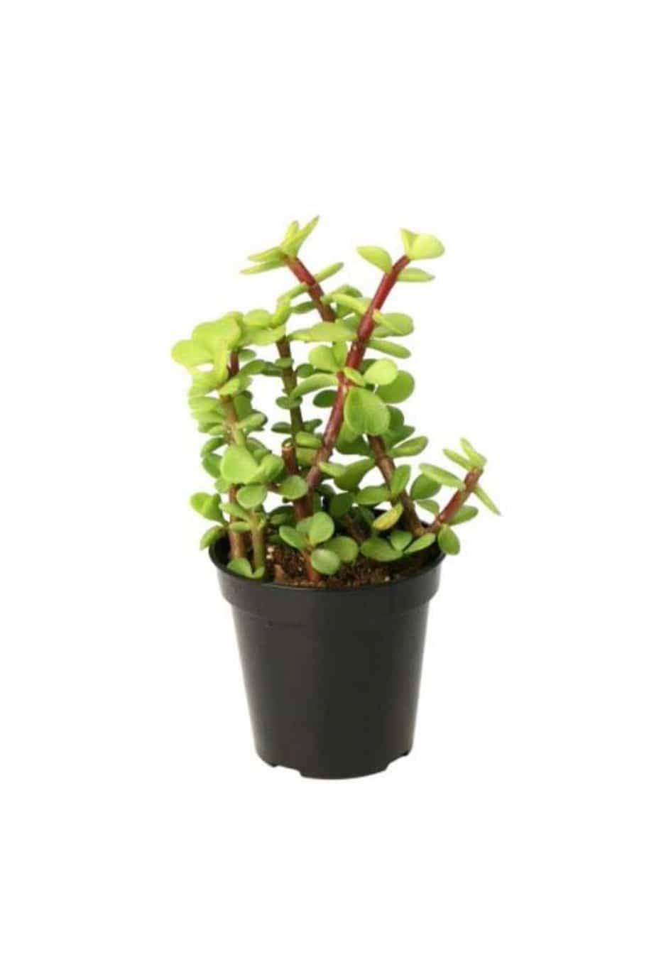 Elephant Bush - Portulacaria