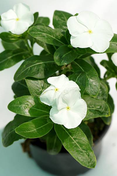Vinca
